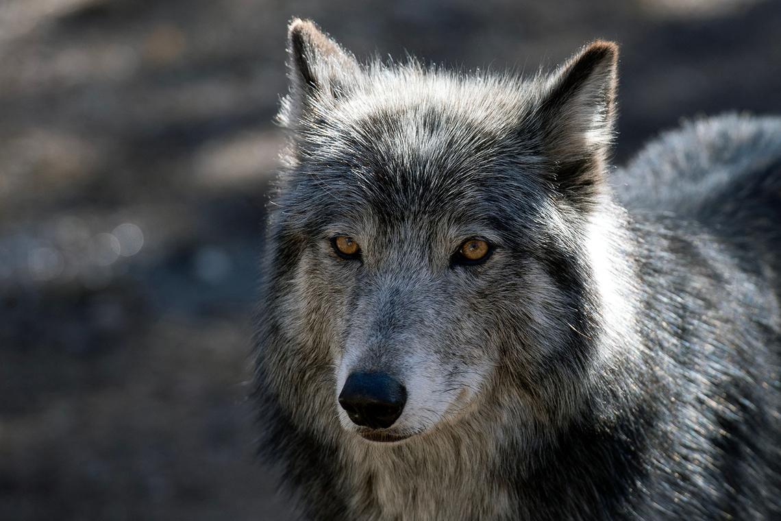 Gray wolves are protected as endangered in California.