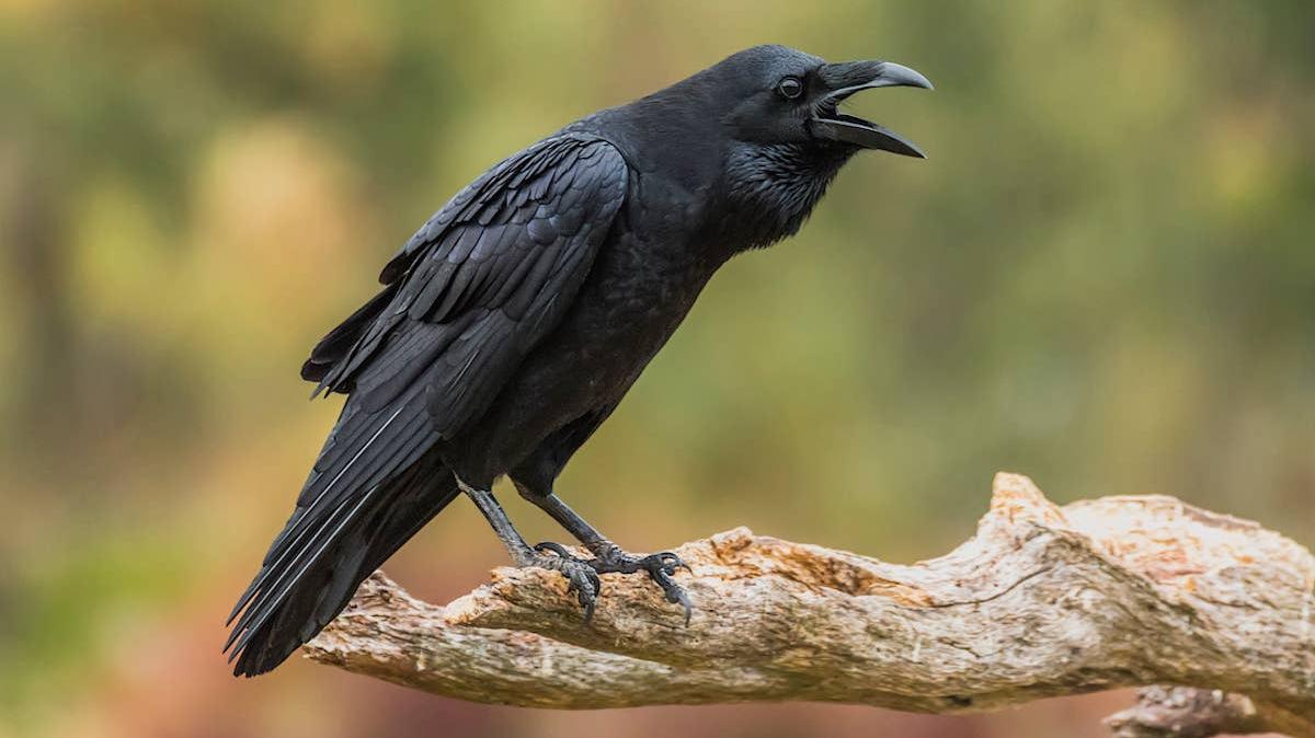 Crow perched with mouth open. 
