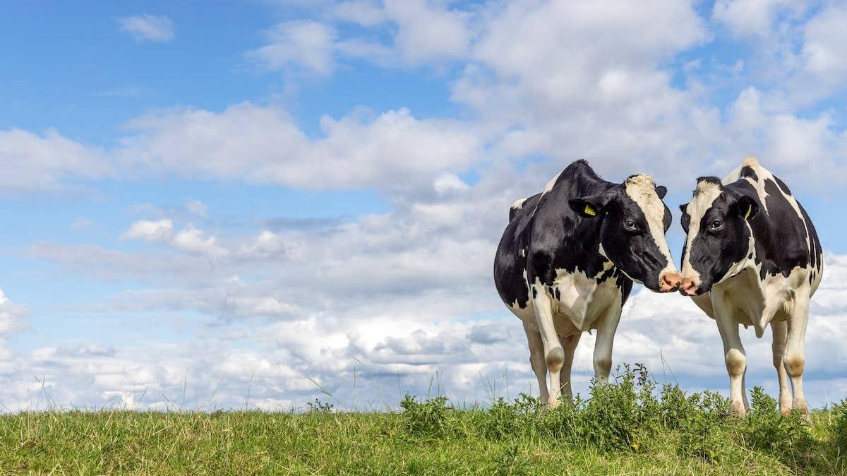 Two cows in a field. 