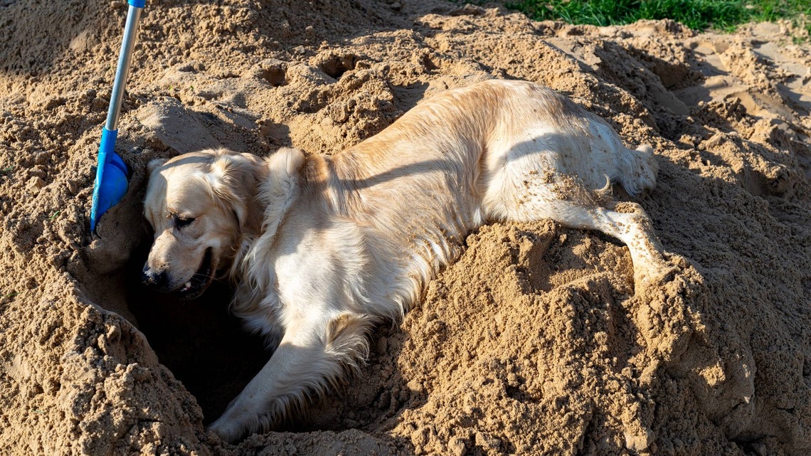 Golden Retriever Loses Her Mind When a Pile of Dirt Gets Delivered to Her Backyard 