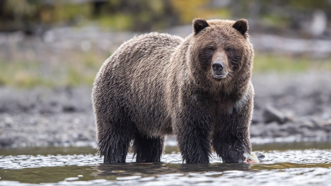 Hikers Have an Unbelievable Encounter With a Grizzly Bear They'll Never Forget 