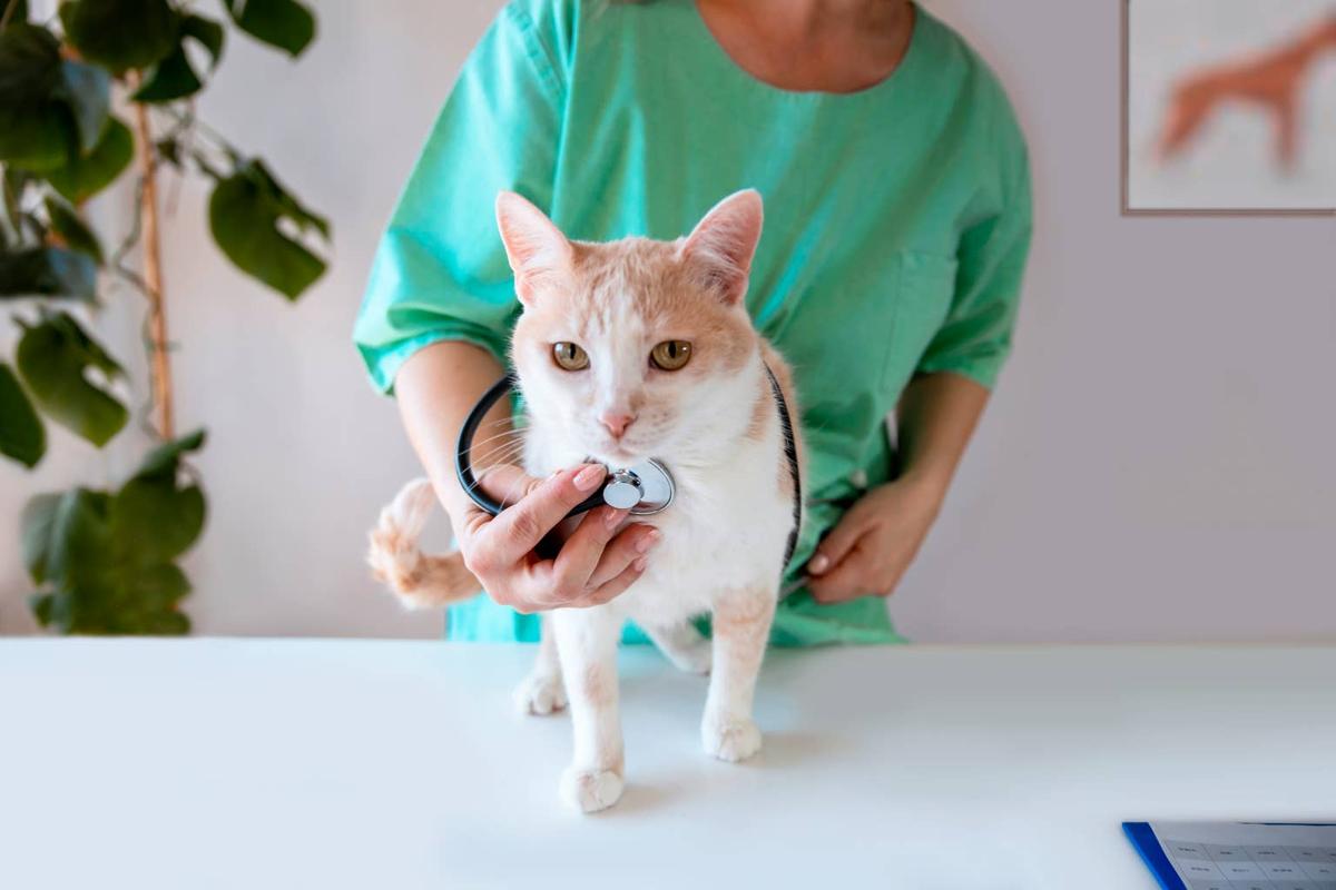  Cat getting a veterinary exam.