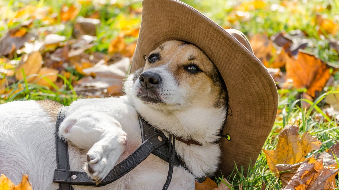 Rescue Puppy Gets Ready For His First Halloween, and His Costume Is Too Cute 