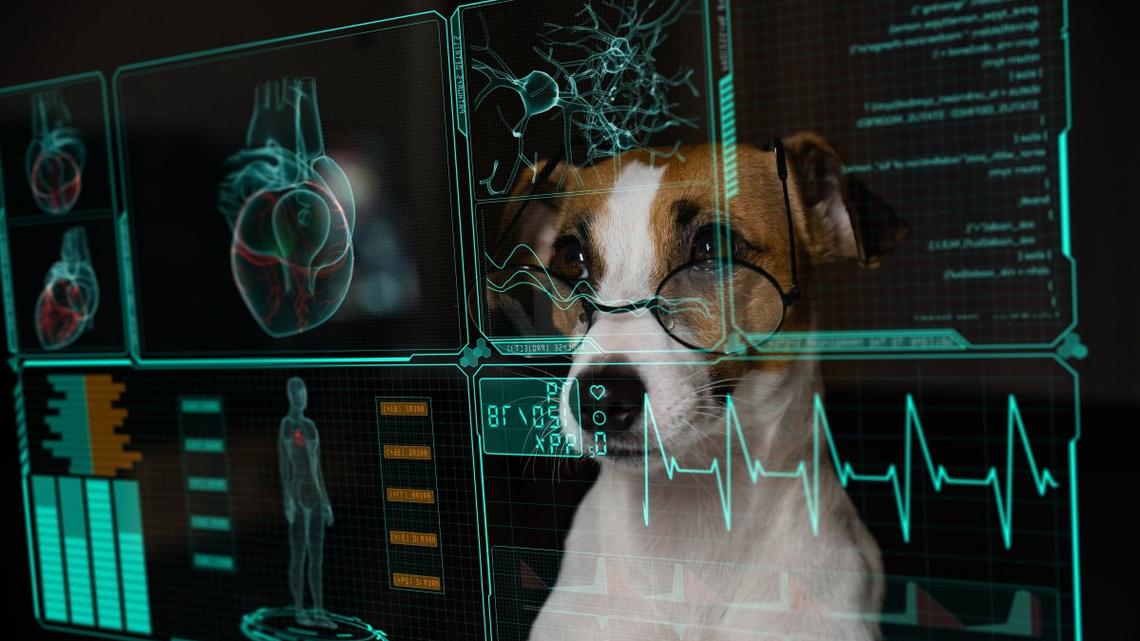 PawCo's Personalized Feeding Tool Helps Parents Choose Better Food