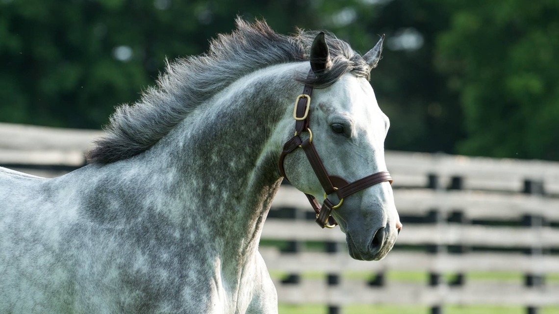 Classic-Placed Tacitus Sold To Stand In Korea 