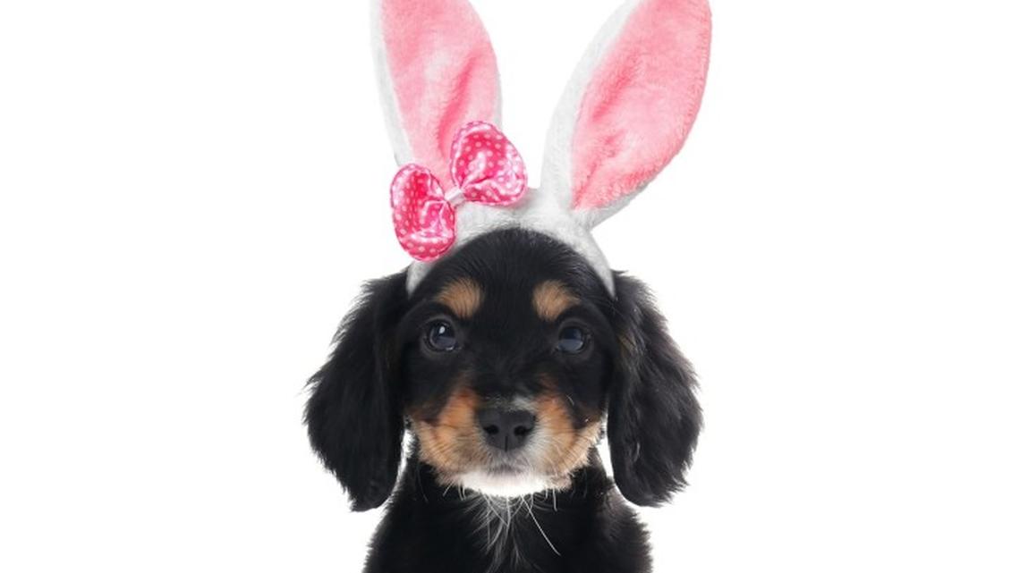 31 Adorable Easter Puppy Photos That Will Melt Your Heart 
