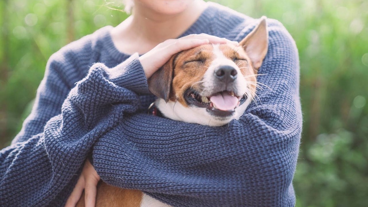 7 Signs Your Dog Feels Safe, Loved and Happy With You, According to Experts
