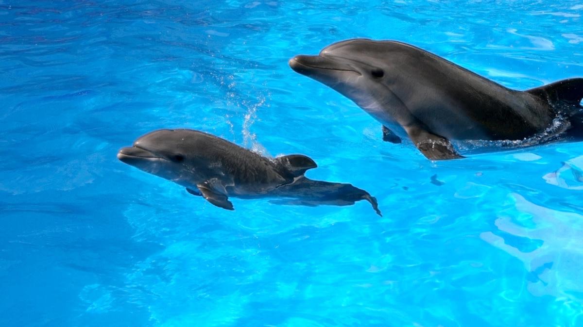 Baby dolphin swimming with mom.