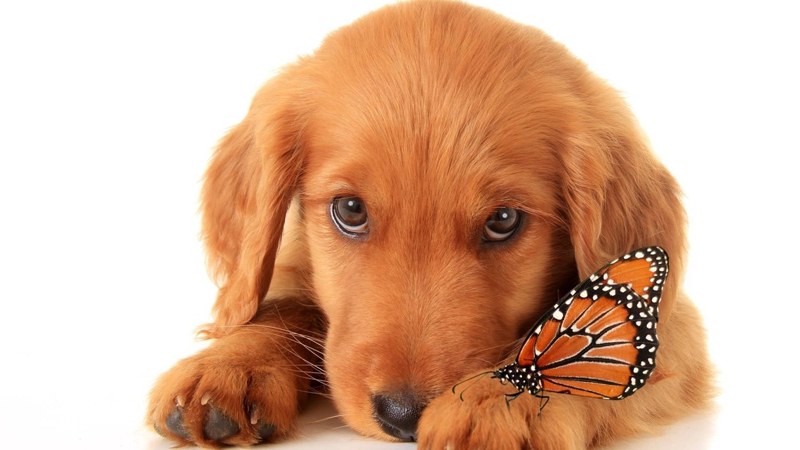 Butterfly Lands on Golden Retriever's Face and Turns Him Into a Real-Life Disney Princess 