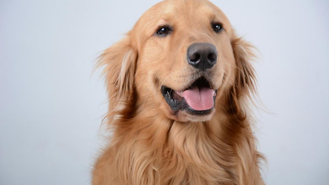 Golden Retriever Is the Ultimate Distinguished Gentleman After Trip to the Groomer 