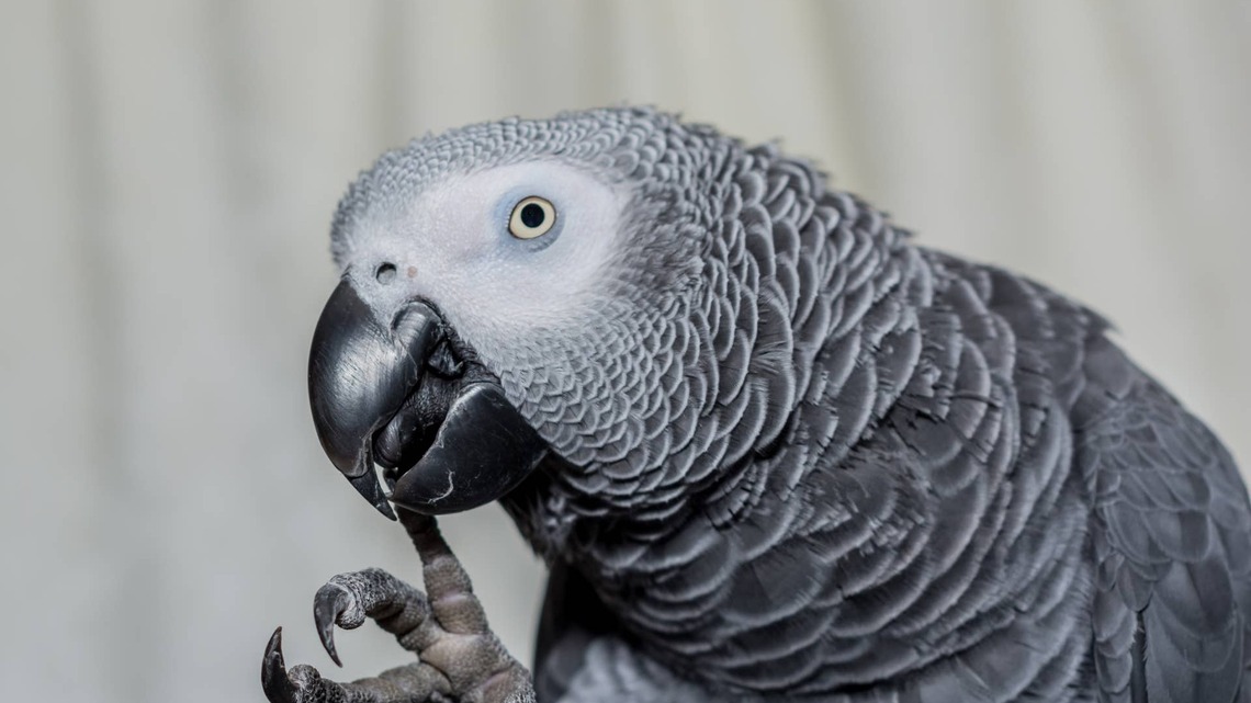 Super Smart Parrot Is So Well Trained, He Quizzes Himself