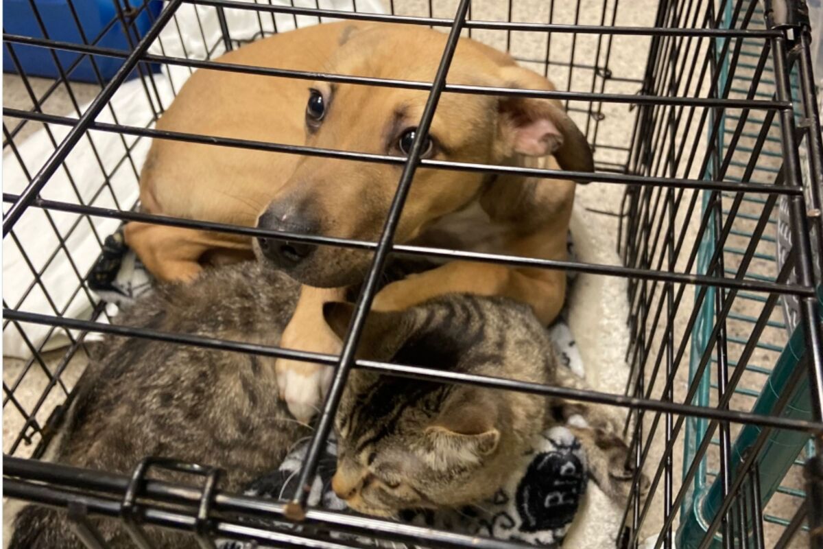  Photo of a 6-month-old puppy placing his paw over his feline companion when staff found them outside the animal shelter. 