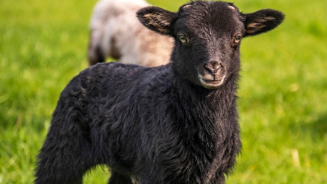Tiny Lamb Learns Tricks Like a Dog-and People Can't Believe It 