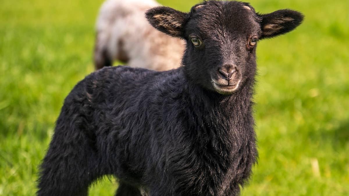 Closeup of a cute little black lamb in a meadow. 