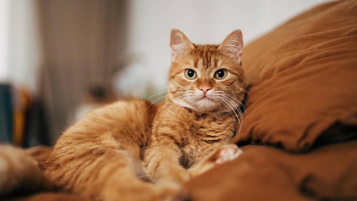 Beautiful short hair cat lying on the bed at home. 