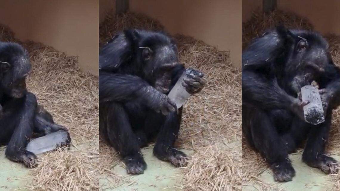 Chimpanzees Are Really Into Crystals