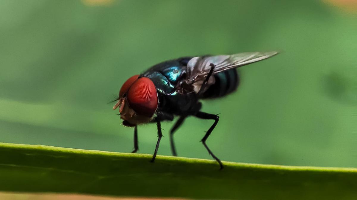 Federal and state officials are preparing for a potential invasion from the flesh-eating parasite that could disrupt livestock markets. (Dreamstime/TNS)