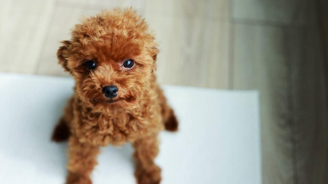 We Could Watch This Maltipoo's Haircut Video All Day, and It Still Wouldn't Be Enough 