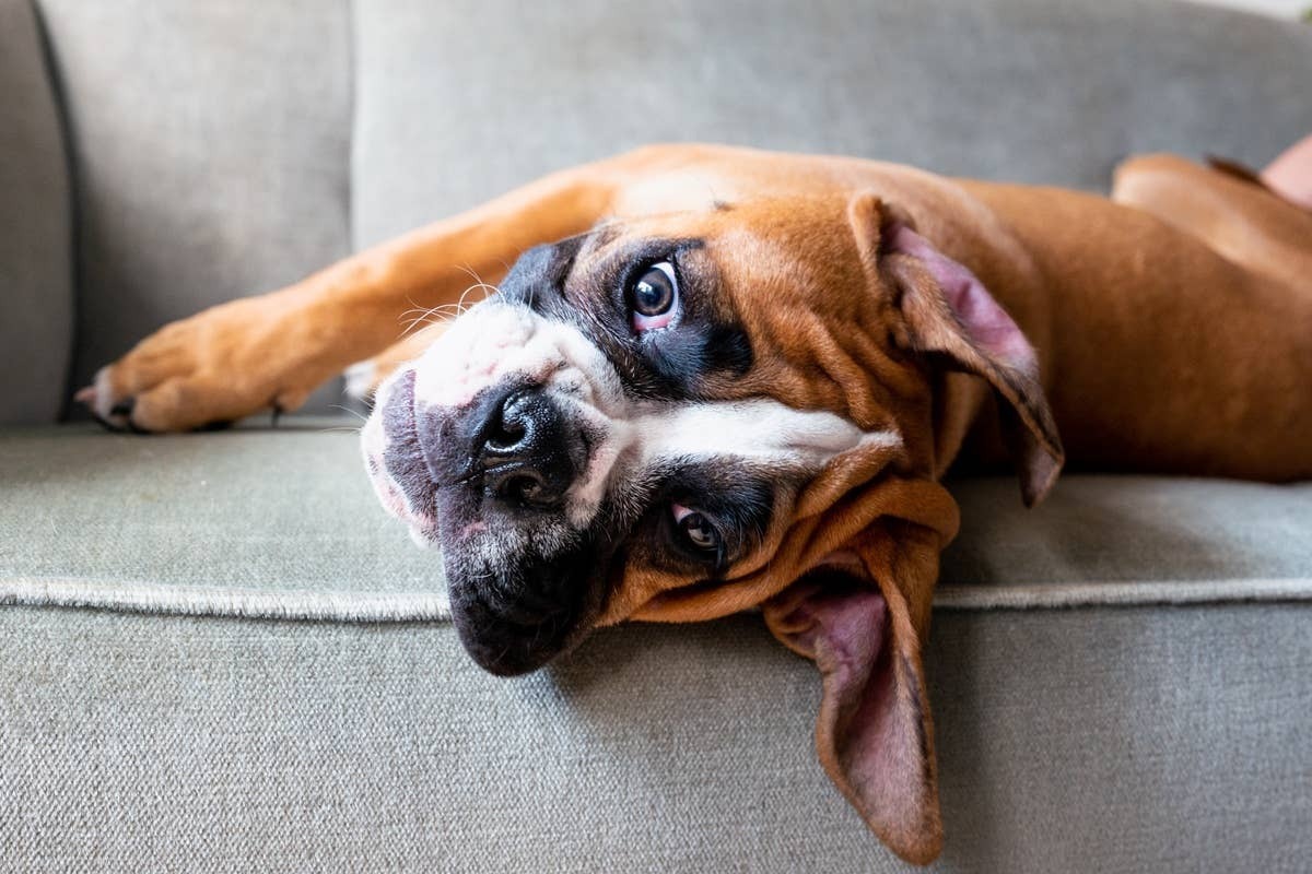  Affectionate Boxers are always ready to offer comfort, companionship, and comic relief.