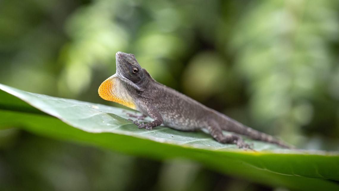 Ancient Mummified Reptile From Oklahoma Is Changing What We Know About Breathing