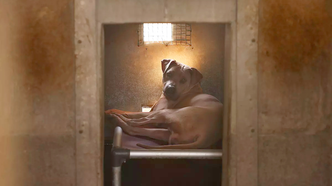 Newsom signs bill that seeks to help abused dogs and cats avoid long shelter stays 