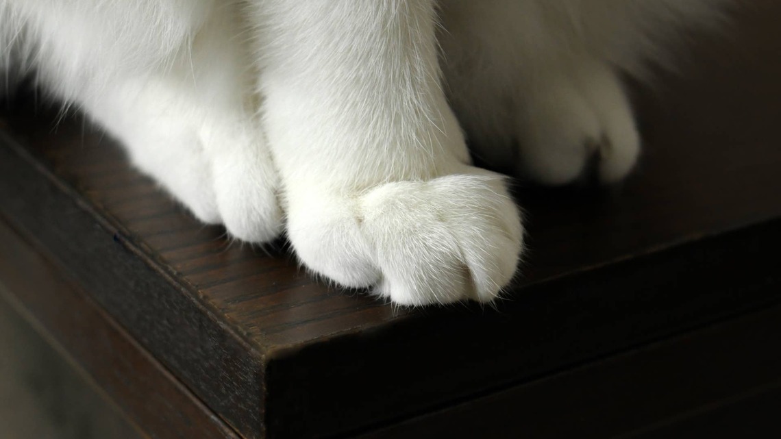 Baby Siberian Kitten Makes Biscuits on Samoyed Like She's Fluffing Up a Cloud 