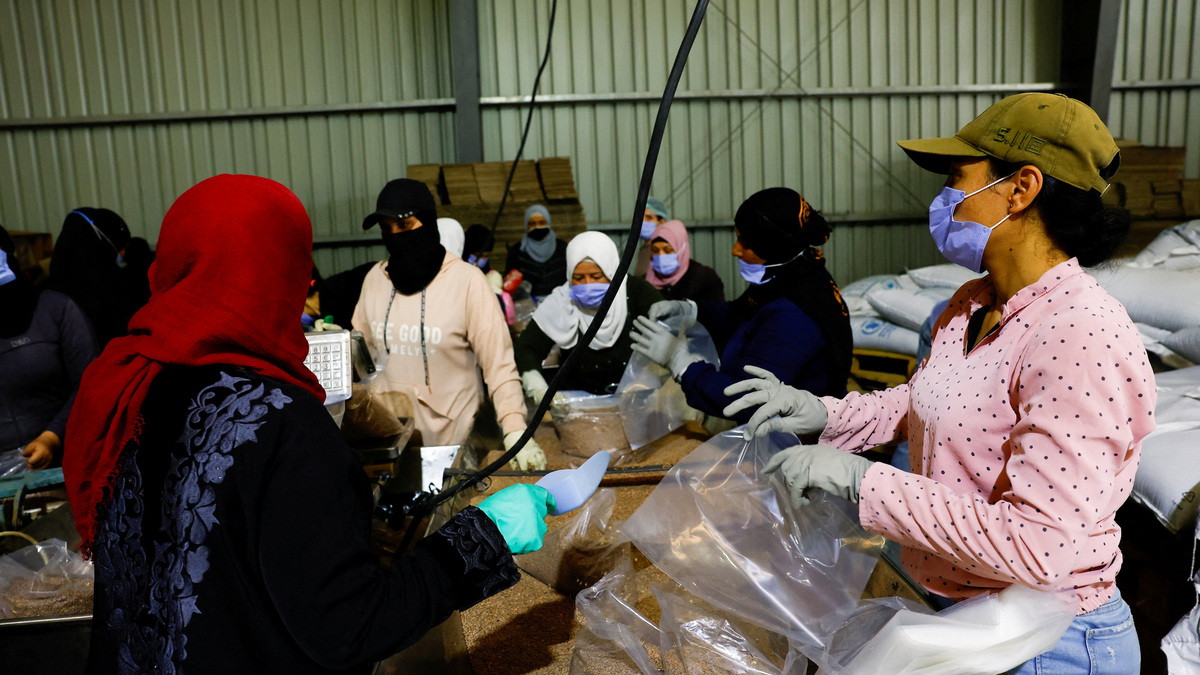 FILE PHOTO: Workers fill bags with lentils at a World Food Programme (WFP) food storage facility in Damascus countryside, Syria, July 29, 2025. REUTERS/Yamam Alshaar/File Photo
