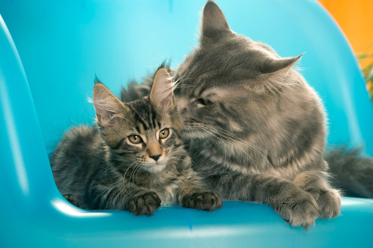 A Maine Coon cat kisses a kitten.