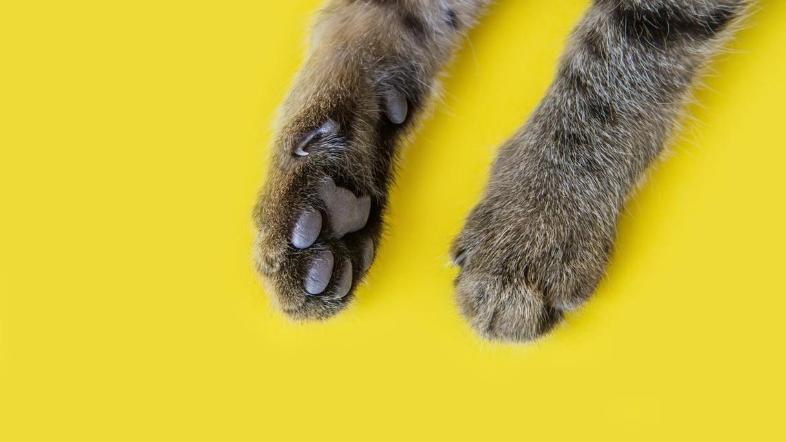 Cat Legit Looks Just Like a Rotisserie Chicken and We Can't Unsee It 