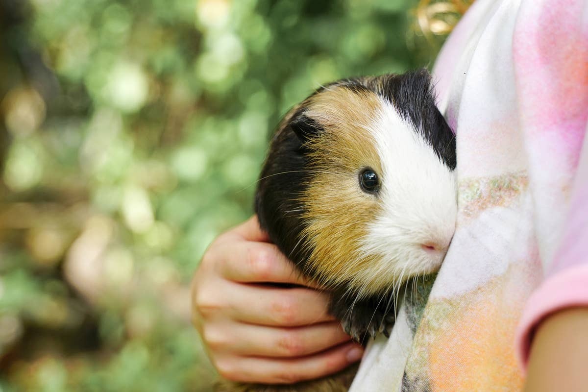  Responsible guinea pig ownership leads to healthier, more content pets.