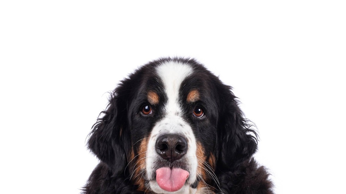 112-Pound Bernese Mountain Dog Has the Internet Obsessed: 'Does He Know He Exists?' 
