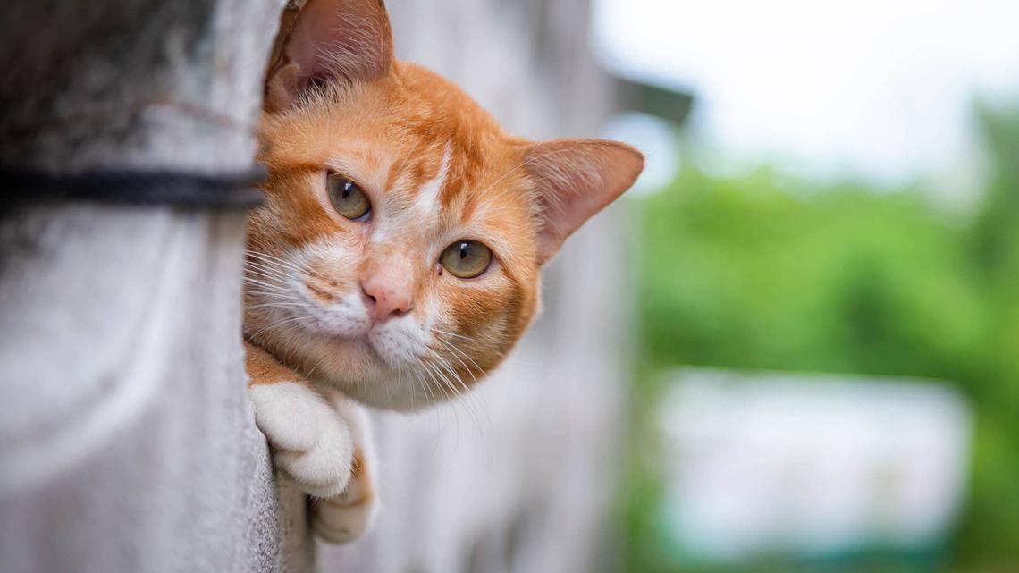 Man Shows Inconvenient Hack to Find Your House Cat, and It's Too Funny 