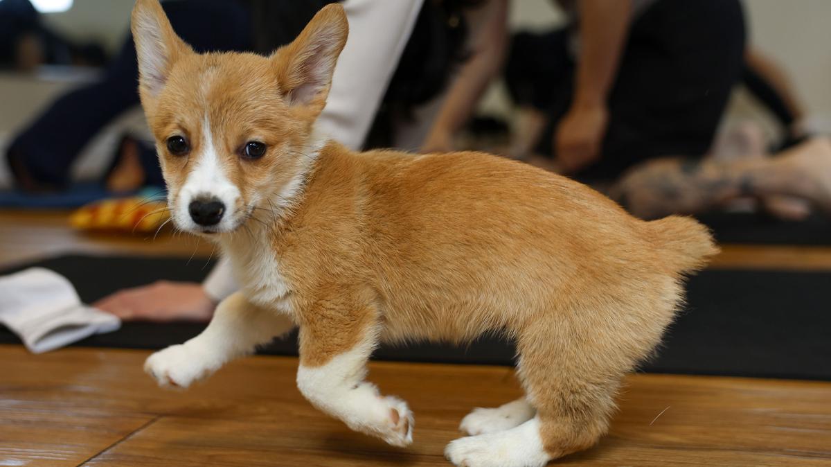 A corgi puppy runs around during Corgi Puppy Yoga at Puppy Paws Yoga in Redwood City, California, on April 19, 2026. (Nhat V. Meyer/Bay Area News Group/TNS)
