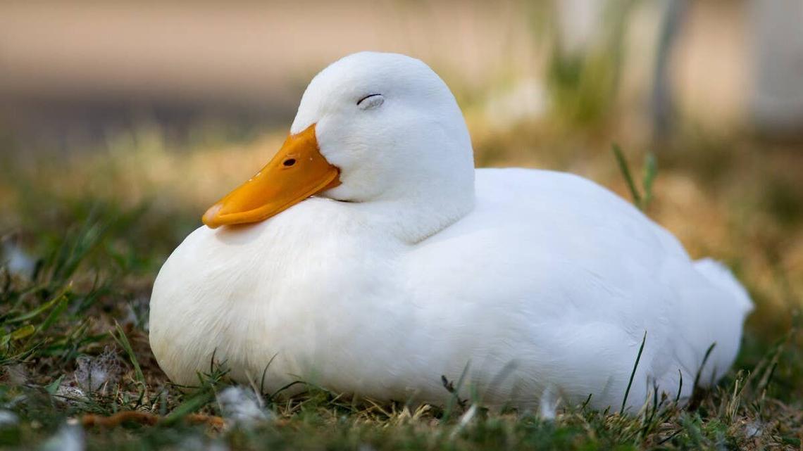 A close-up of a white duck sleeping. 