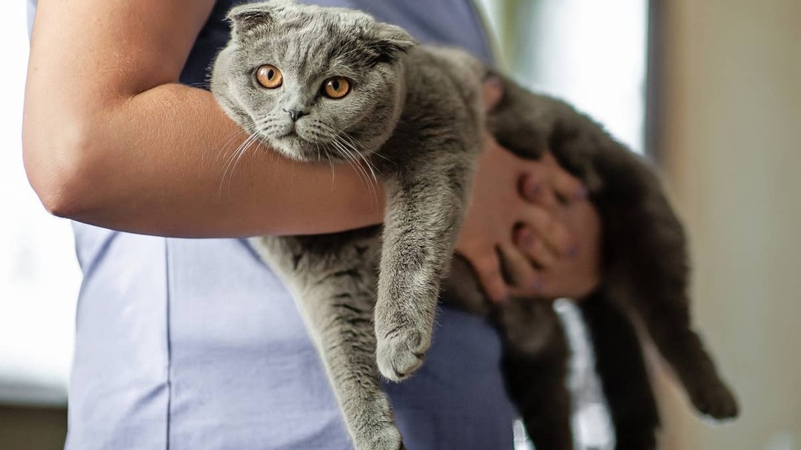 Are Scottish Folds Good Pets? What Vets Want You to Know