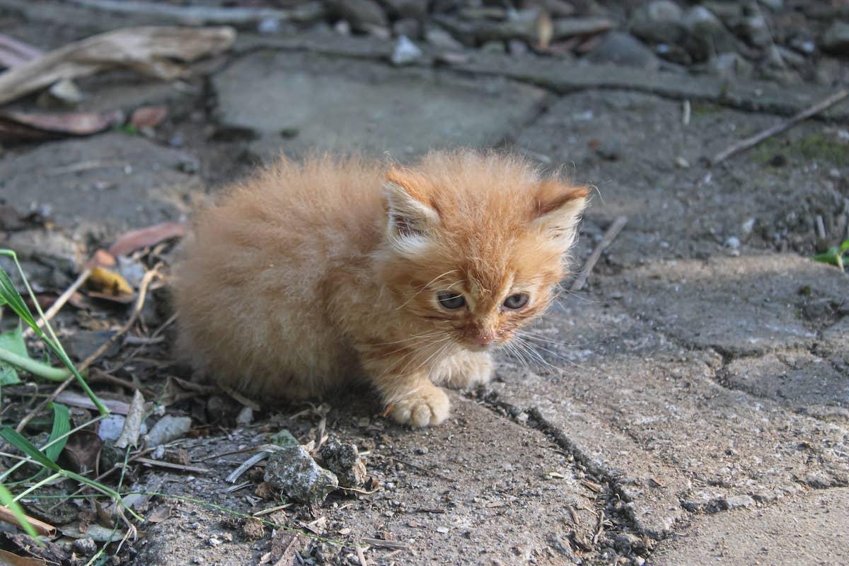  Tiny Orange Kitten outside.