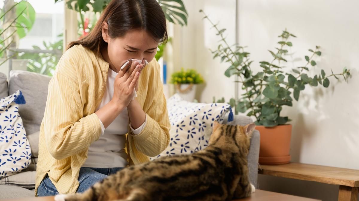 A stock image of a woman sneezing into a tissue, as she's allergic to the cat sitting in front of her. 