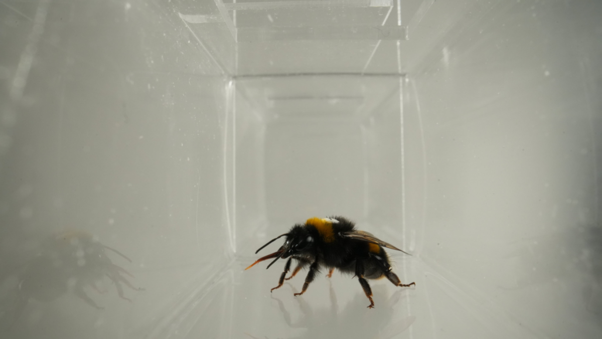  (Bee Lab, Southern Medical University via SWNS) 