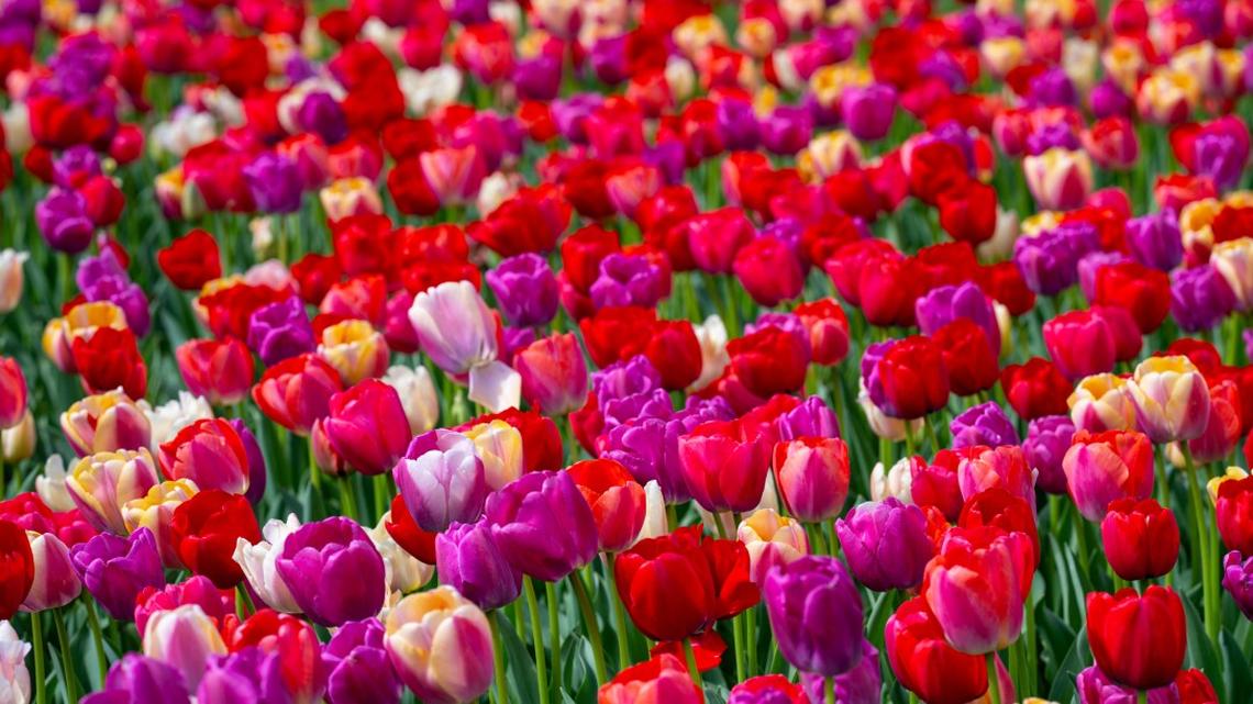 You Can Score a Free Tulip Bouquet in Washington, DC This Spring-Here's How 