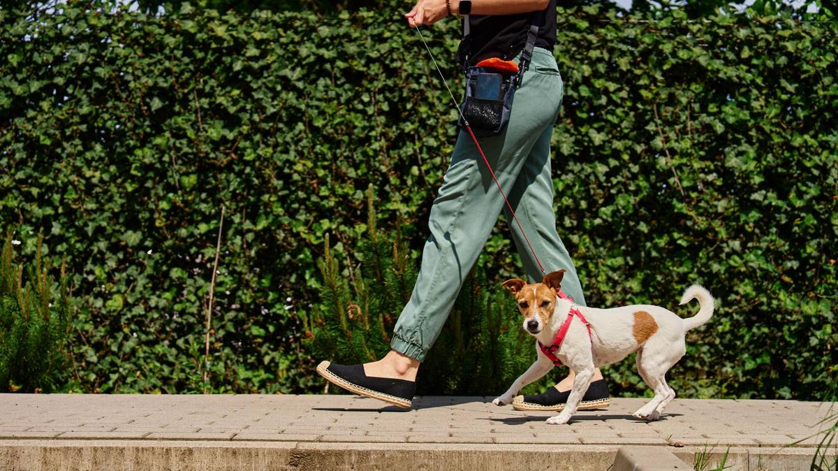 Dog pulling leash while walking on sunny day. Woman leads her pet at leash at sidewalk. Bad behavior of dog during a walk.