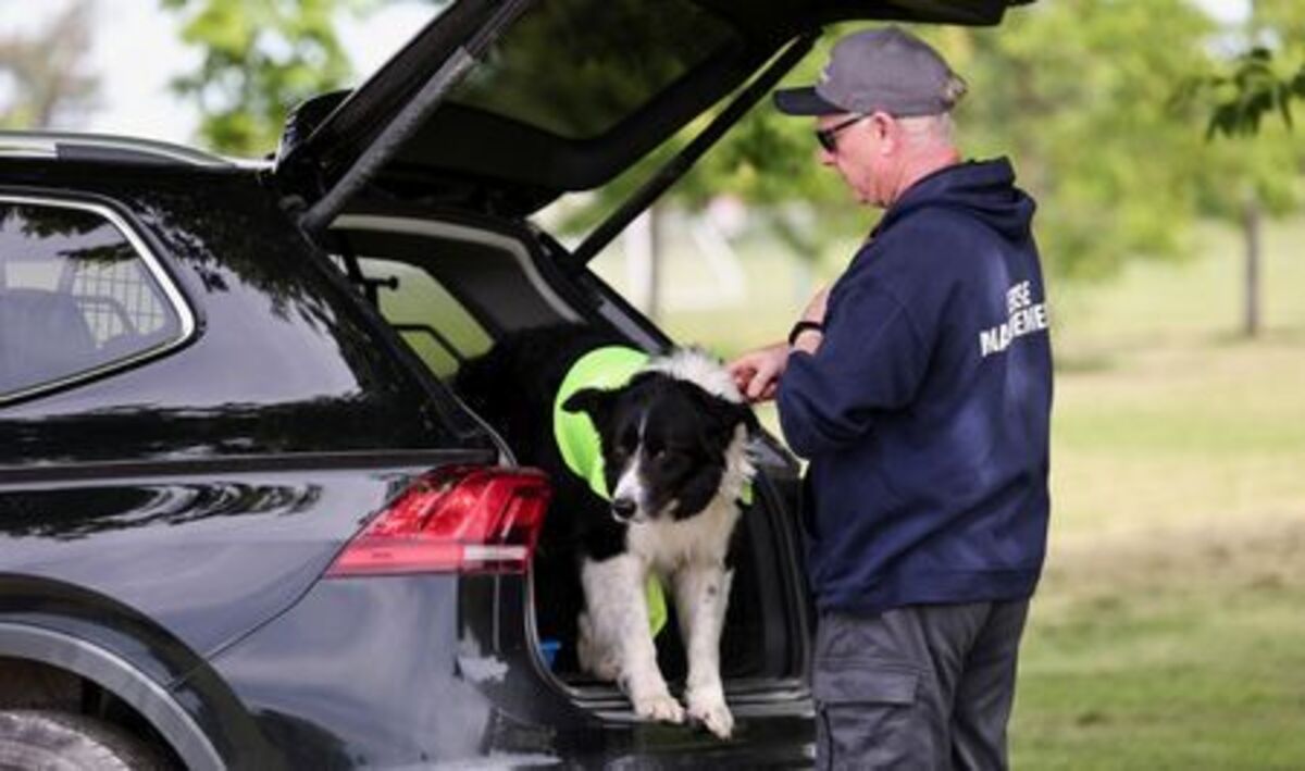 Gareth Williams, owner and operator of Border Control Bird Dogs, a specialized geese management company, prepares Ben, one of two border collies hired to keep Canada geese off a FIFA World Cup training pitch, for a practice session at the Centennial Park in Toronto, Canada June 24, 2026. REUTERS/Thomas Mukoya