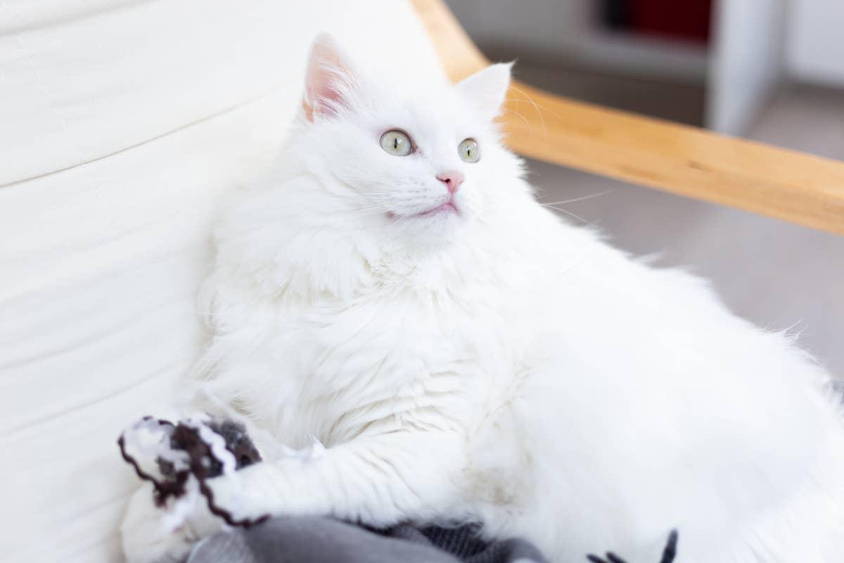  Angora Cat.