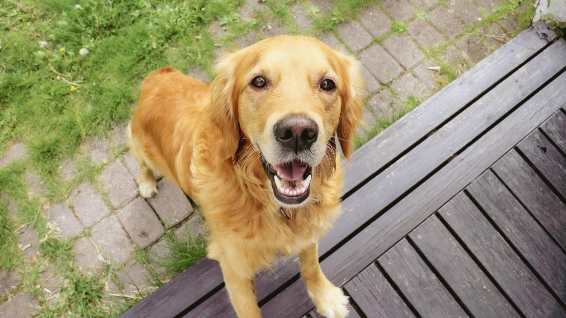 Golden Retriever's Bold Protest to Leaving Grandma's House Is Such a Vibe 