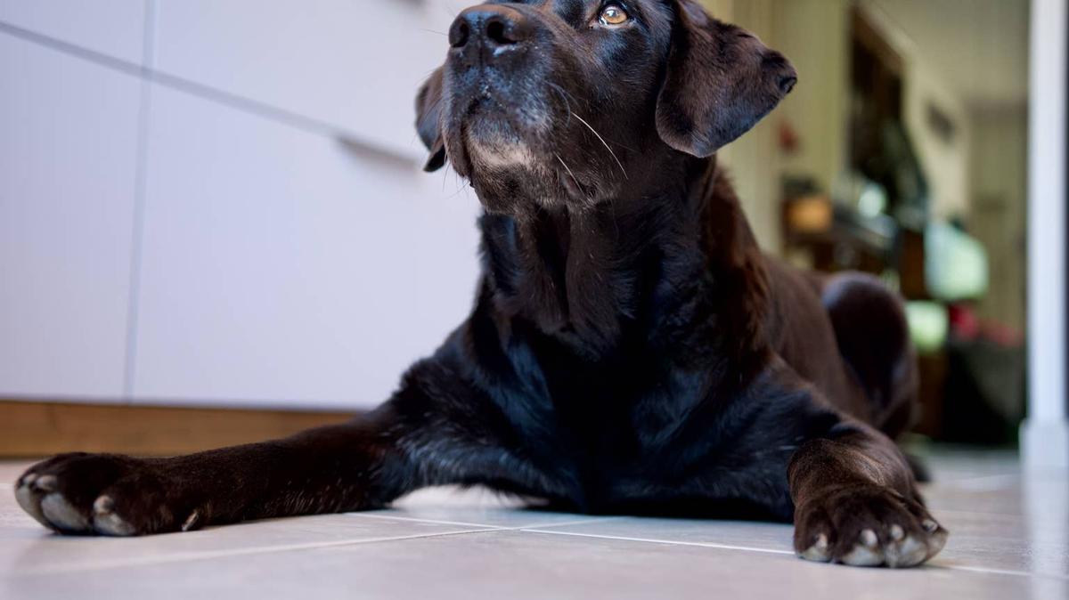 Black Lab. 