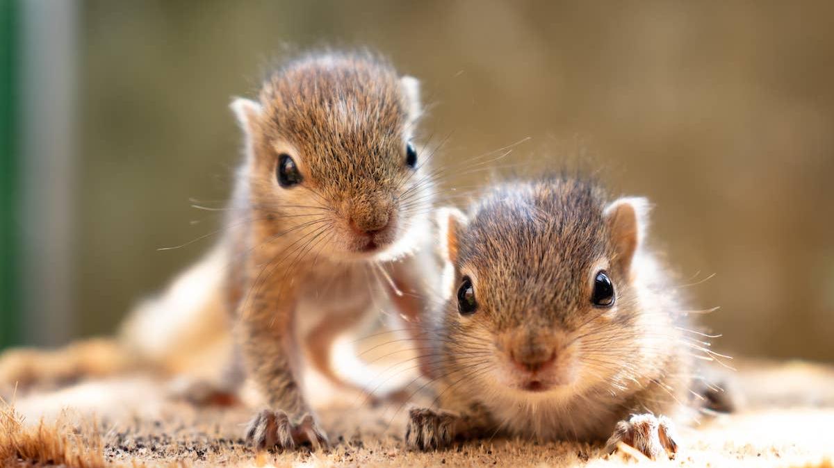 Two baby squirrels.