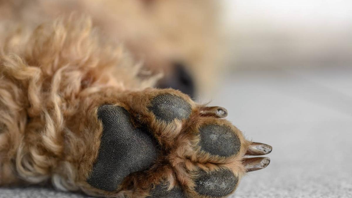 A Miniature Schnauzer lying down.