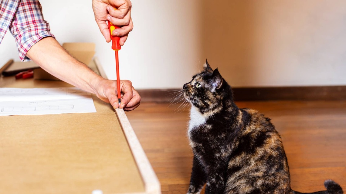 Pet Mom Tries to Bond With Her Ragdoll Cat, and It Ended With a Trip to Lowe's 