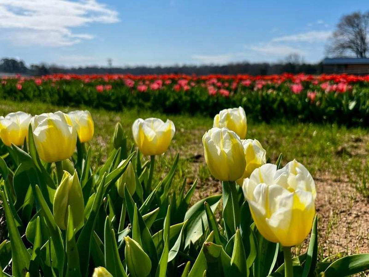  Tulip season at Dirt and Grit Farm. Photo credit: Sarah Burnett 