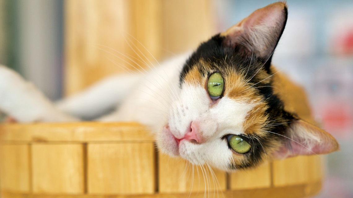 Adult Calico Cat Still Tries To Fit in Her Tiny Favorite Sleeping Spot 