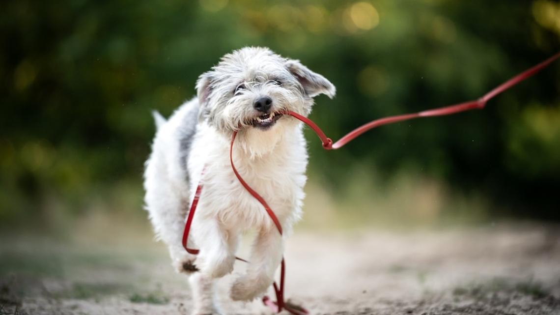 7 Dog Training Mistakes That Make Your Dog Ignore You 